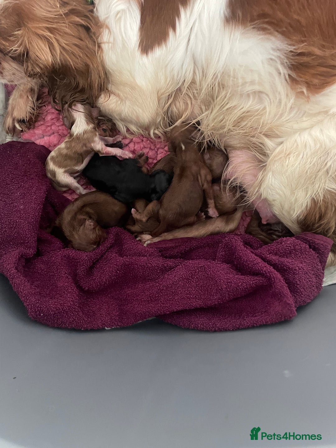 Cavalier King Charles Spaniel dogs for sale: 7 adorable male cavaliers  - Image 3