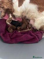 Cavalier King Charles Spaniel dogs - Advert 6