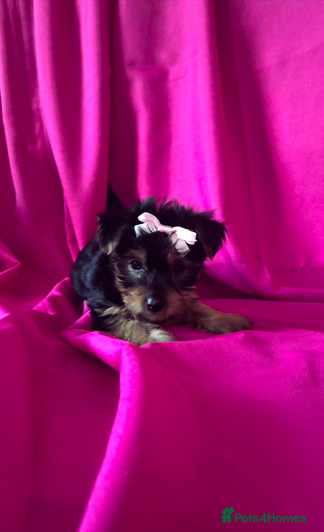 Yorkshire Terrier dogs for sale: 4 little princesses yorkshire terrier - Advert 2