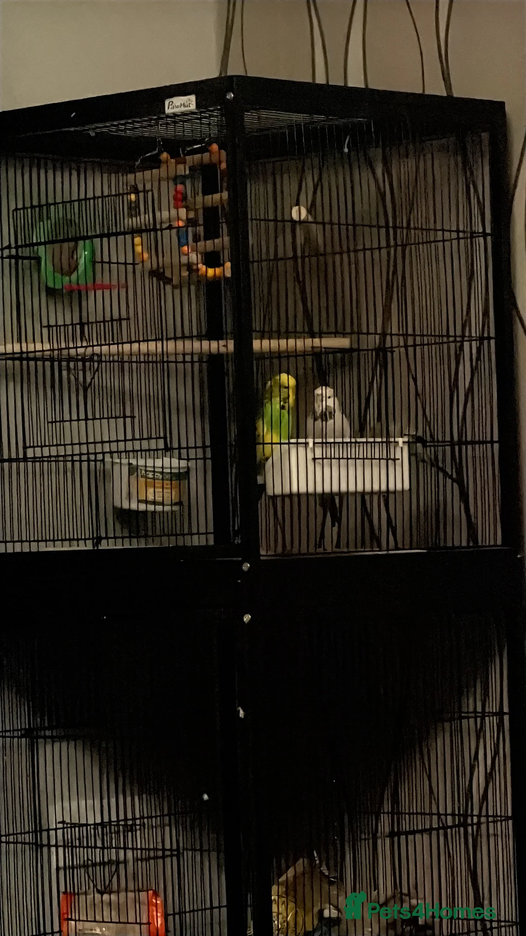 Budgerigars birds for sale: 3 budgies for sale  - Advert 2