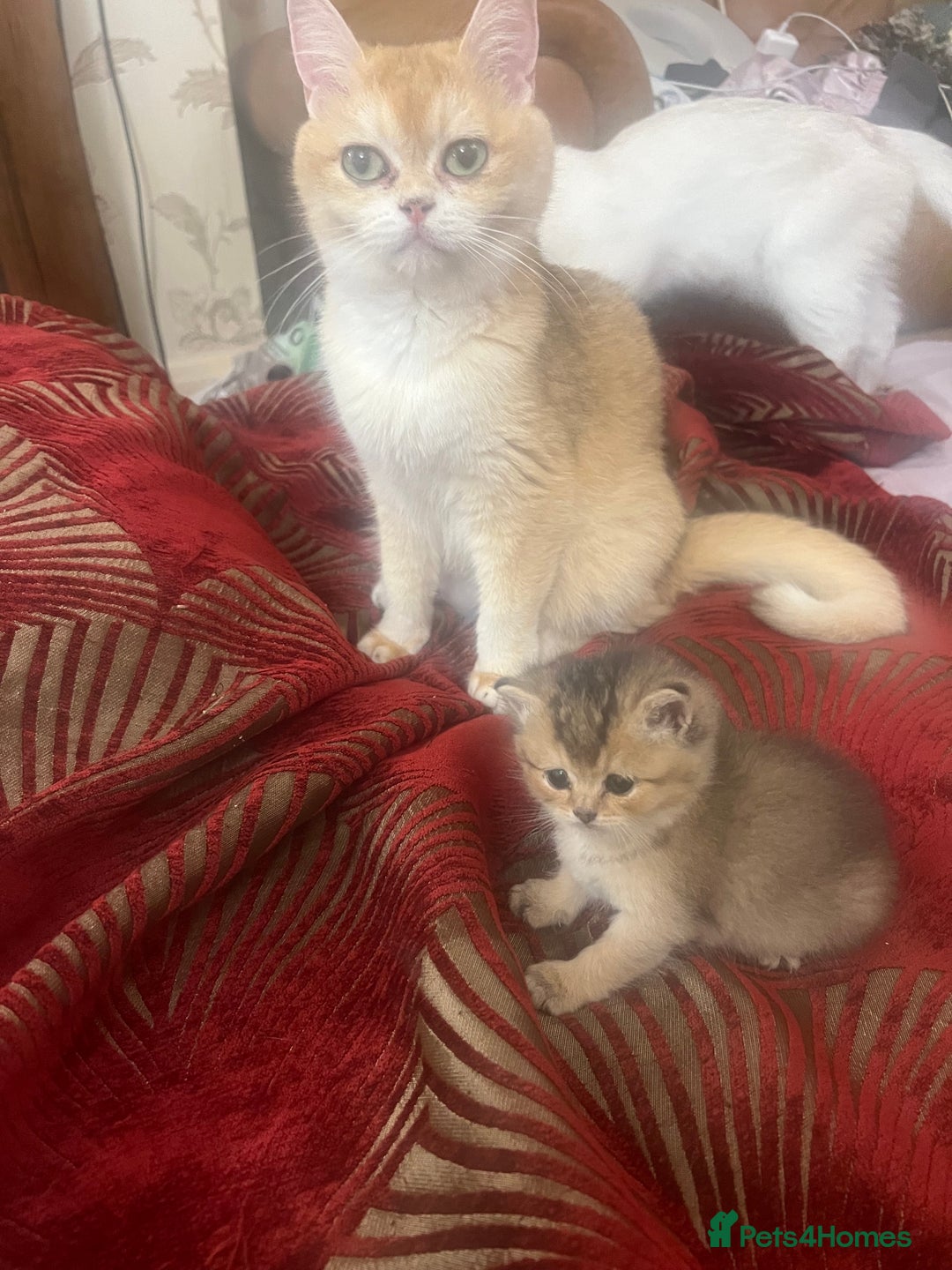British Shorthair cats for sale: Golden British short hair - Image 9