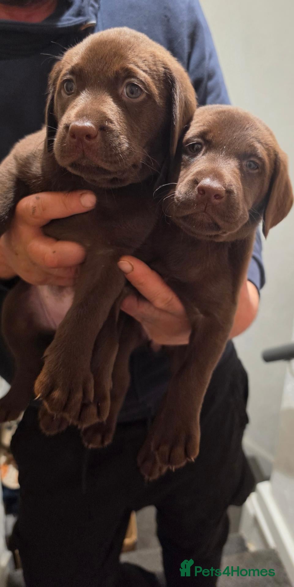 Labrador Retriever dogs KC REG CHAMPION BLOODLINE PUPPIES 🏆🍫 - Advert 1