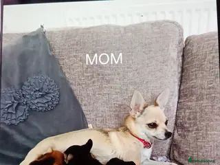 Miniature Pinscher dogs For Sale - Advert 7