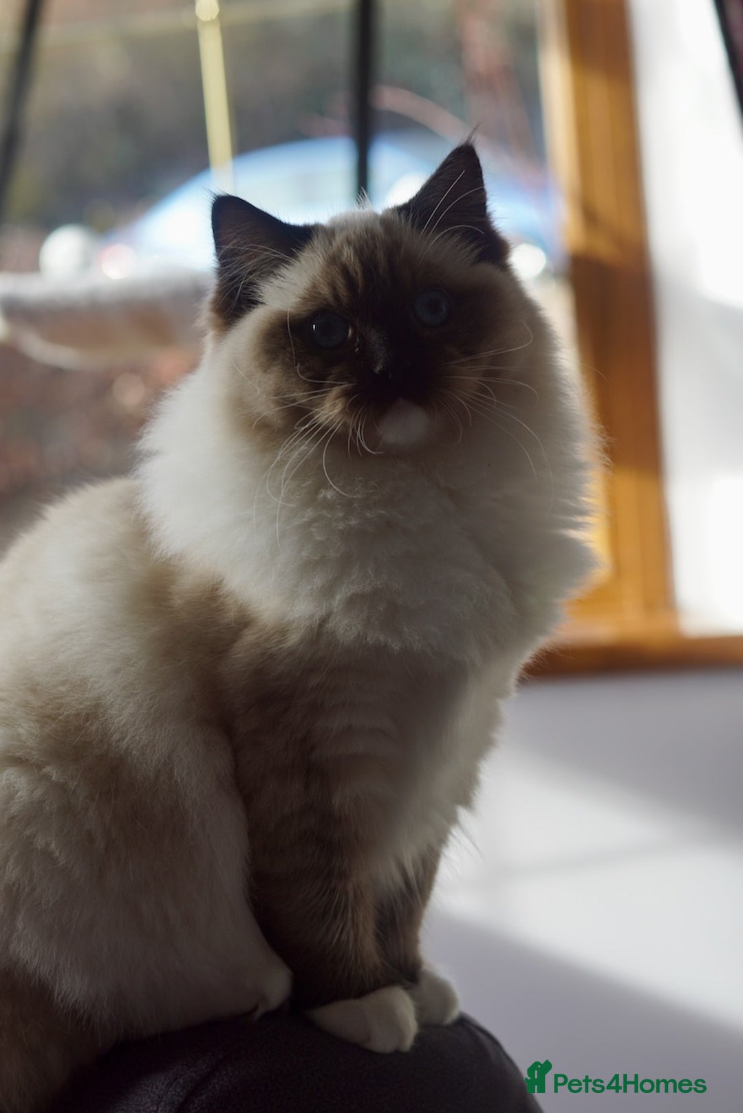 Ragdoll cats for sale: Pedigree Adult Ragdolls  - Advert 22