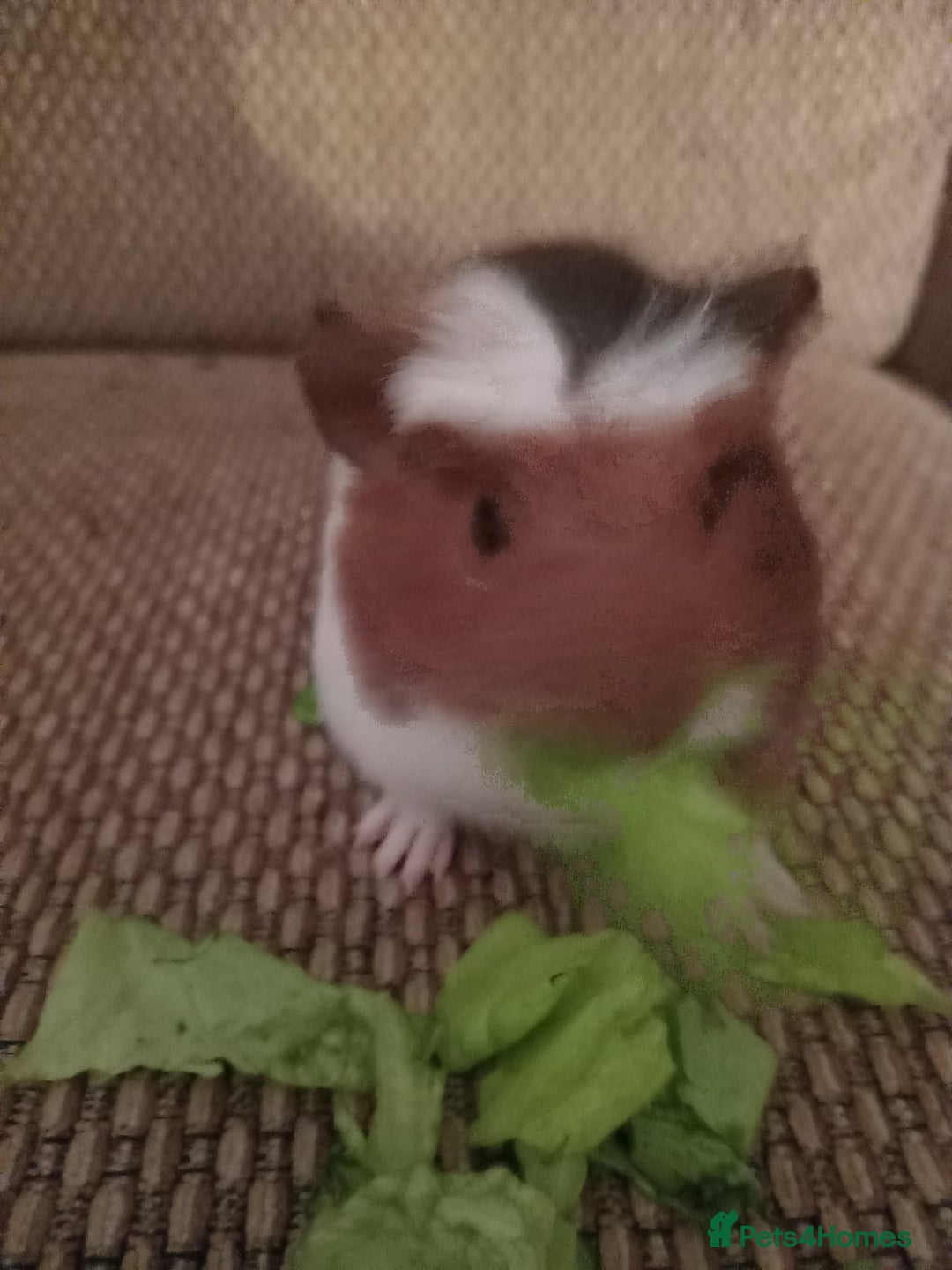 Guinea Pig rodents for sale: 4 girls ready 27th jan - Advert 10