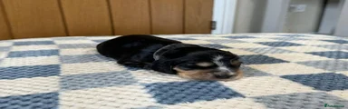 Cocker Spaniel 5