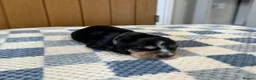 Cocker Spaniel dogs for sale: Health Tested Kc Show Type Cocker Spaniel Puppies - Advert 9