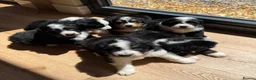 Bernedoodle dogs for sale: Bernadoodle pups homebred  - Advert 19