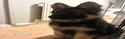 German Shepherd dogs for sale: German Shepard 9 month old puppy  - Advert 6
