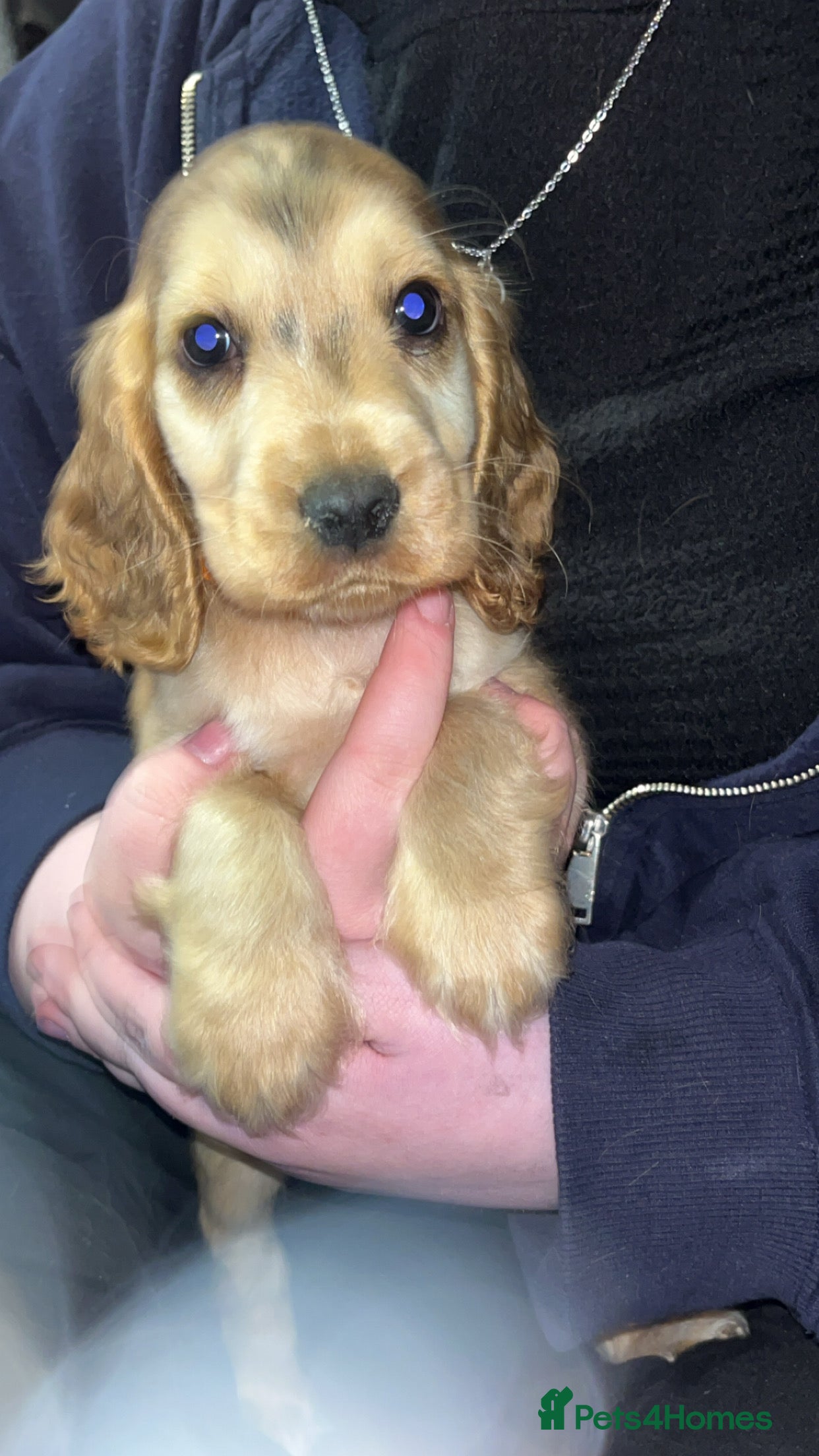 Cocker Spaniel dogs Beautiful cocker spaniel puppies  - Advert 2