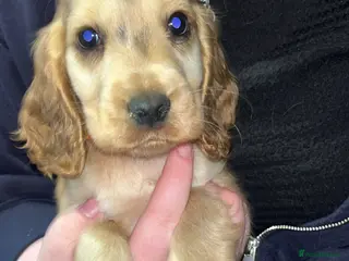 Cocker Spaniel dogs Beautiful cocker spaniel puppies - Advert 2