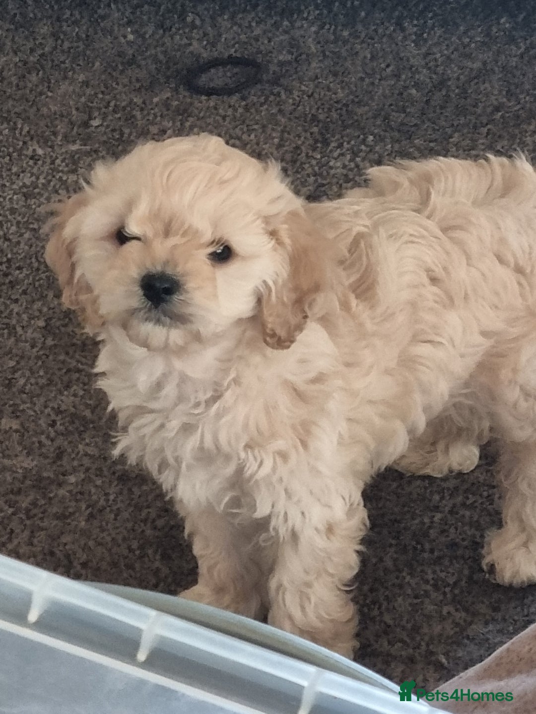 Cavapoo dogs for sale: Two beautiful cavapoo pups for sale - Advert 3