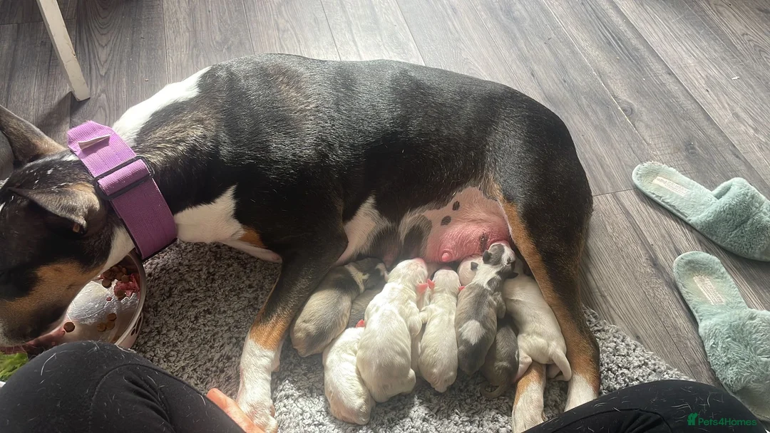English Bull Terrier dogs for stud: FULL HEATH CHECKED QUALITY STUD 🥇 in Newport Pagnell - Advert 17