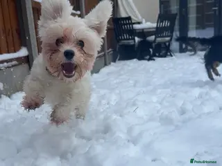 Maltese dogs 🐾 Beautiful Maltese for sale 1.5 years old 🐾 - Advert 2