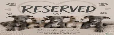 Greyhound Puppy 1