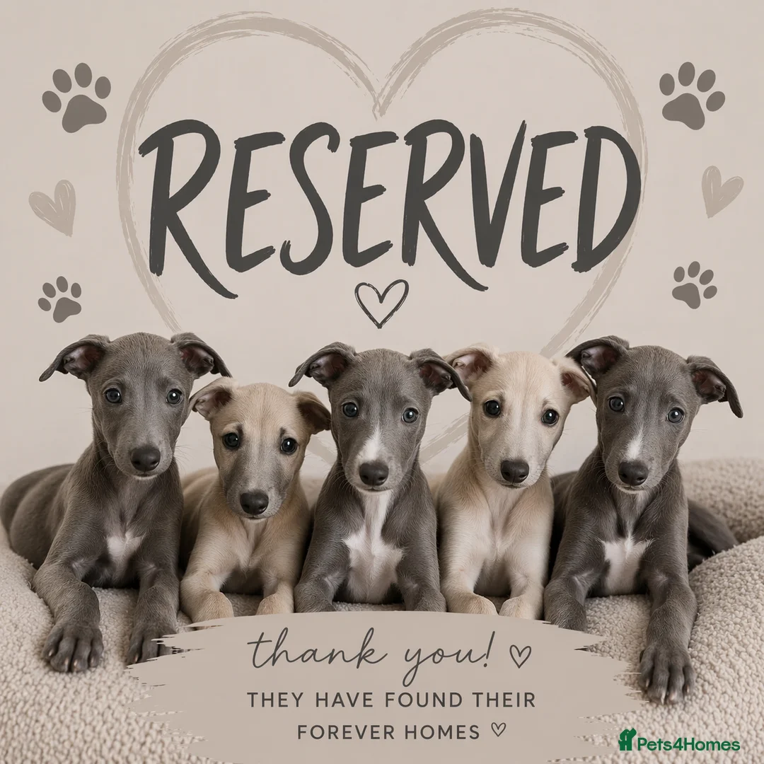 Greyhound dogs for sale: Greyhound puppies 2 male 1 female left - Advert 12