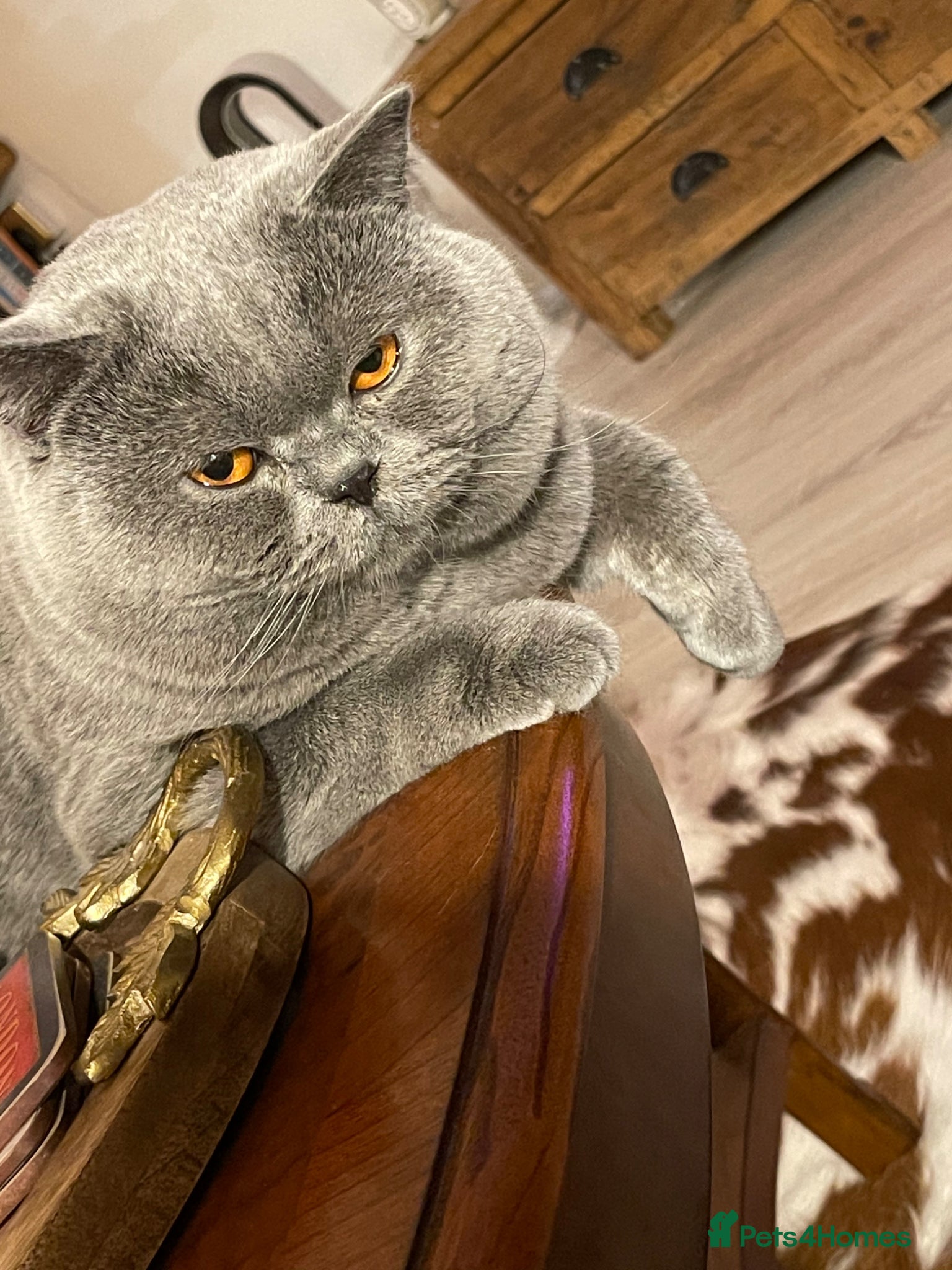 British Shorthair cats GORGEOUS BRITISH SHORTHAIR BLUE GCCF KITTENS - Advert 17