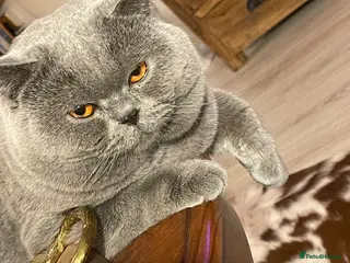 British Shorthair cats GORGEOUS BRITISH SHORTHAIR BLUE GCCF KITTENS - Advert 17