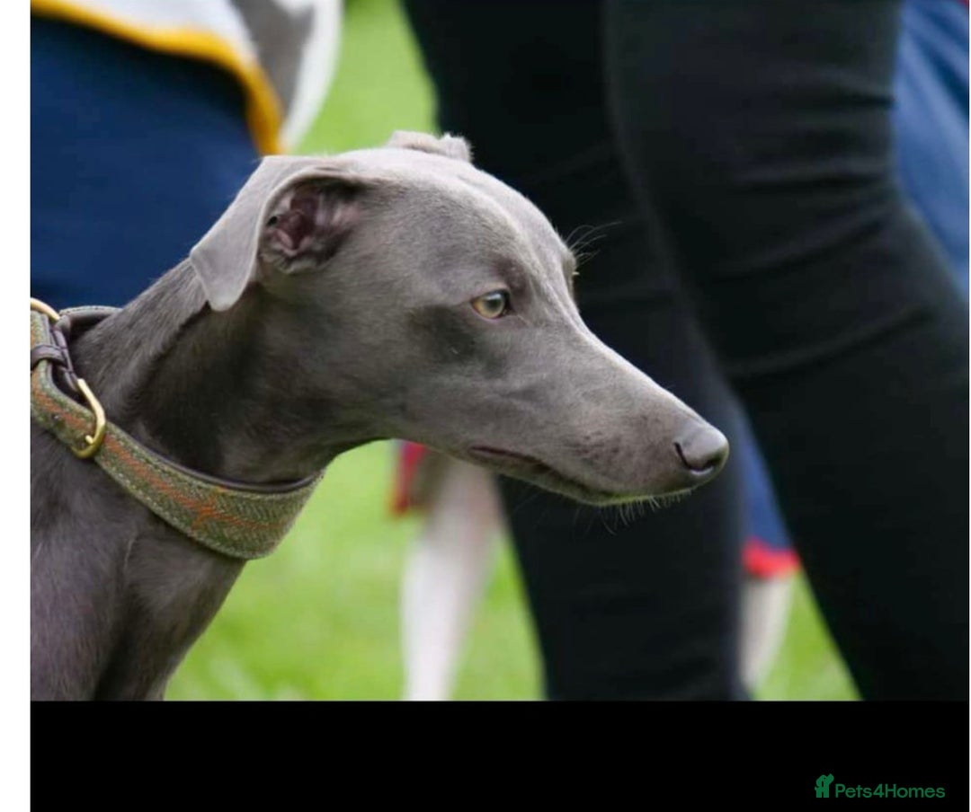 Whippet dogs for sale: KC Registered Blue Whippets - Image 16