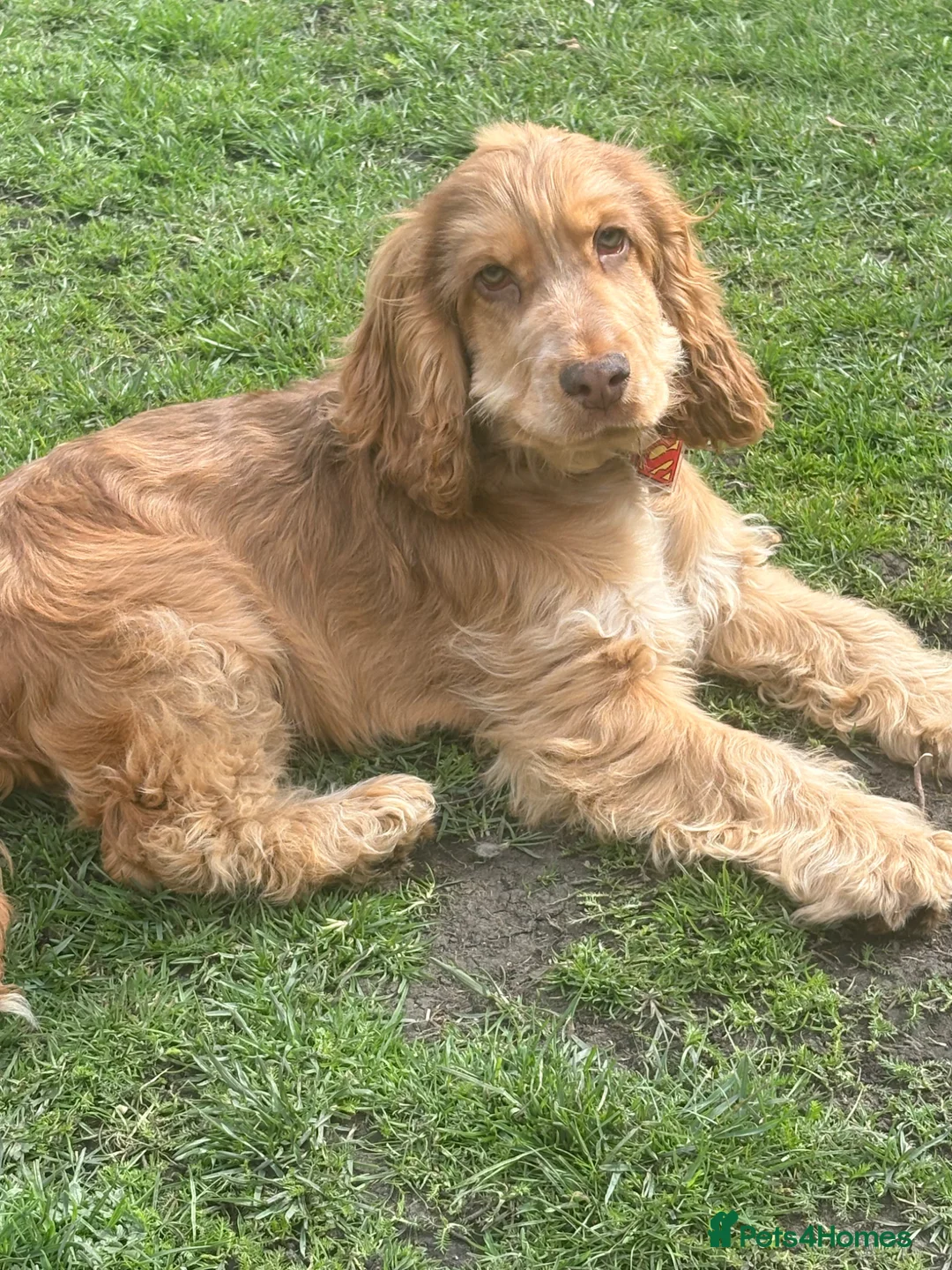 Cocker Spaniel dogs for sale: Chocolate sable show cocker male  - Advert 1