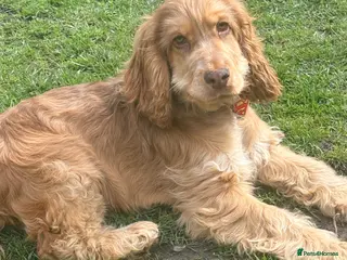 Cocker Spaniel dogs Chocolate sable show cocker male - Advert 3