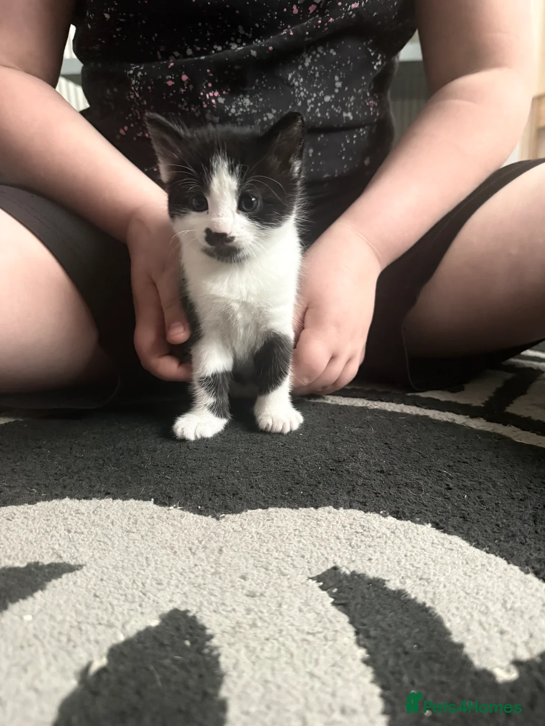 Mixed Breed cats for sale: Adorable female kitten ready to go 21st April in Chelmsford - Advert 2