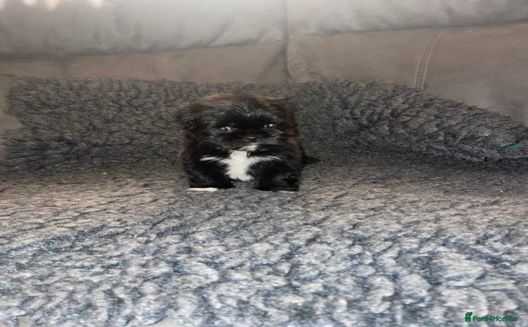 Lhasa Apso dogs KC Registered Lhasaapso Puppies  - Advert 15