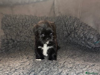 Lhasa Apso dogs KC Registered Lhasaapso Puppies - Advert 3