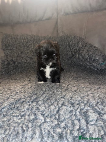 Lhasa Apso dogs KC Registered Lhasaapso Puppies - Advert 15