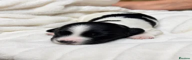 English Springer Spaniel 2