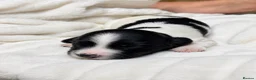 English Springer Spaniel dogs for sale: Outstanding KC Registered Springer Spaniel Puppies - Advert 8