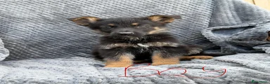 German Shepherd 3