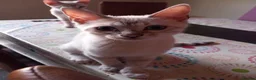 Bengal cats for sale: ✨Bengal Kittens Ready for Their Forever Homes✨ - Advert 31