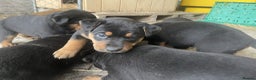 Rottweiler dogs for sale: Clean Rottweiler puppies raised with love and care - Advert 4