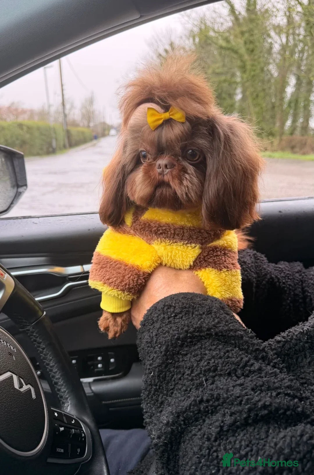 Shih Tzu dogs for sale: Shih Tzu puppies - Advert 2