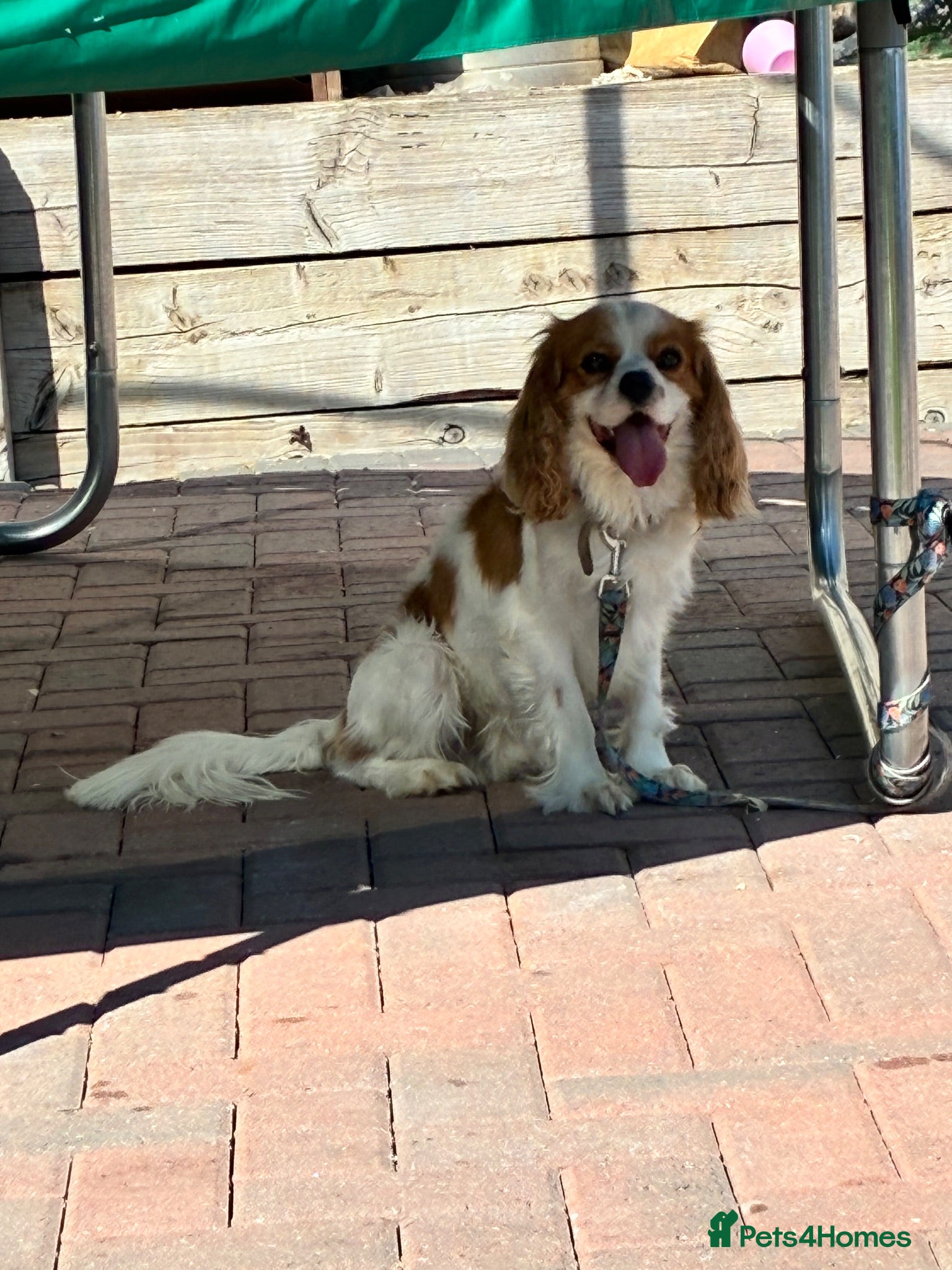 Cavalier King Charles Spaniel dogs Cavalier King Charles spaniel boy  - Advert 13