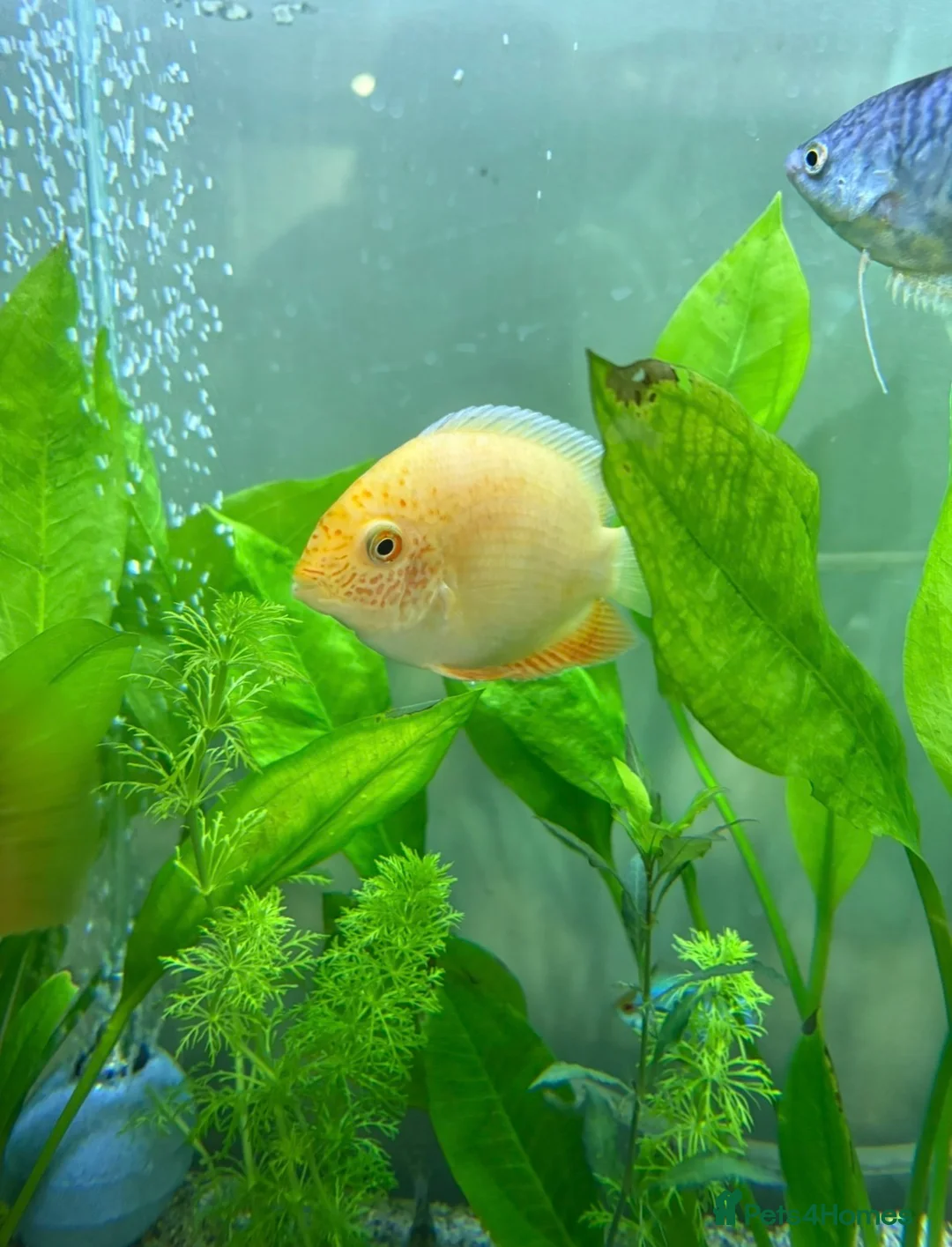 Cichlids fish for sale: CichlidS  - Advert 11