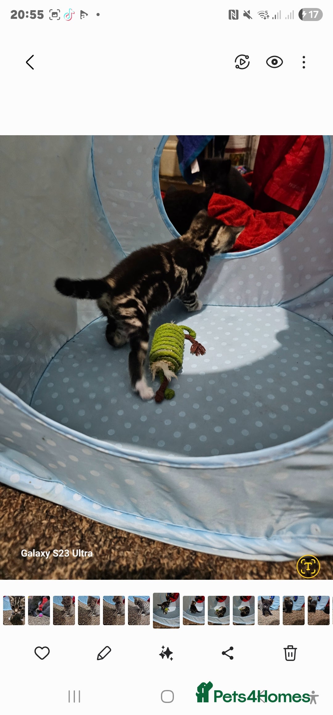 Bengal cats for sale: Bengala - Image 15