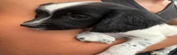 English Springer Spaniel dogs for sale: Springer spaniel puppies - Advert 18
