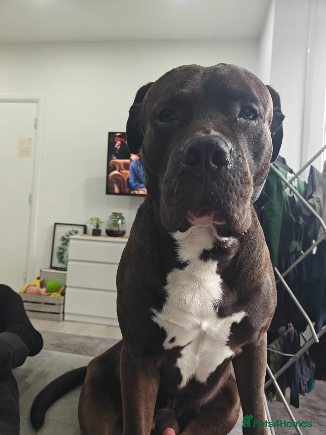 Mixed Breed dogs for stud: Looking for a female dog - Advert 18