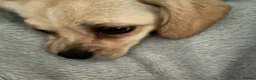 Mixed Breed dogs for sale: Extremely Reluctant Sale, Gorgeous Loving Pup - Advert 9