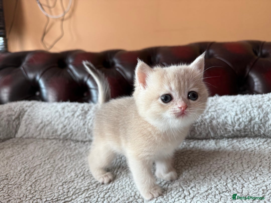 British Shorthair cats for sale: Ready 2 lovely girls AY12 and NY12 / Corin - Image 24