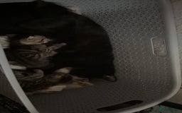 British Shorthair cats for sale: 2 male tabby kittens - Image 3