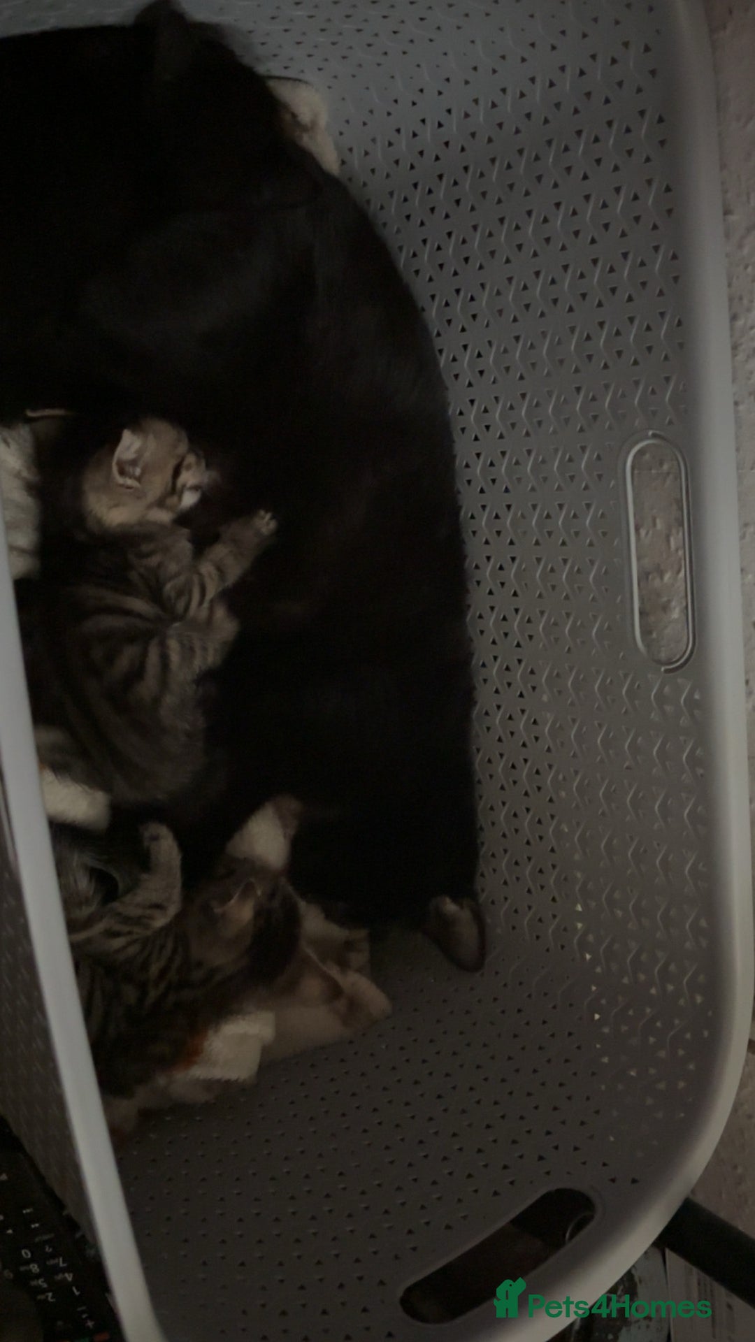 British Shorthair cats for sale: 2 male tabby kittens - Image 3