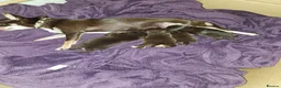 Chihuahua dogs for sale: Chihuahua pups - Advert 7