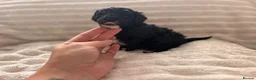 Toy Poodle dogs for sale: READY NOW solid black KC Toy poodle Girl - Advert 7
