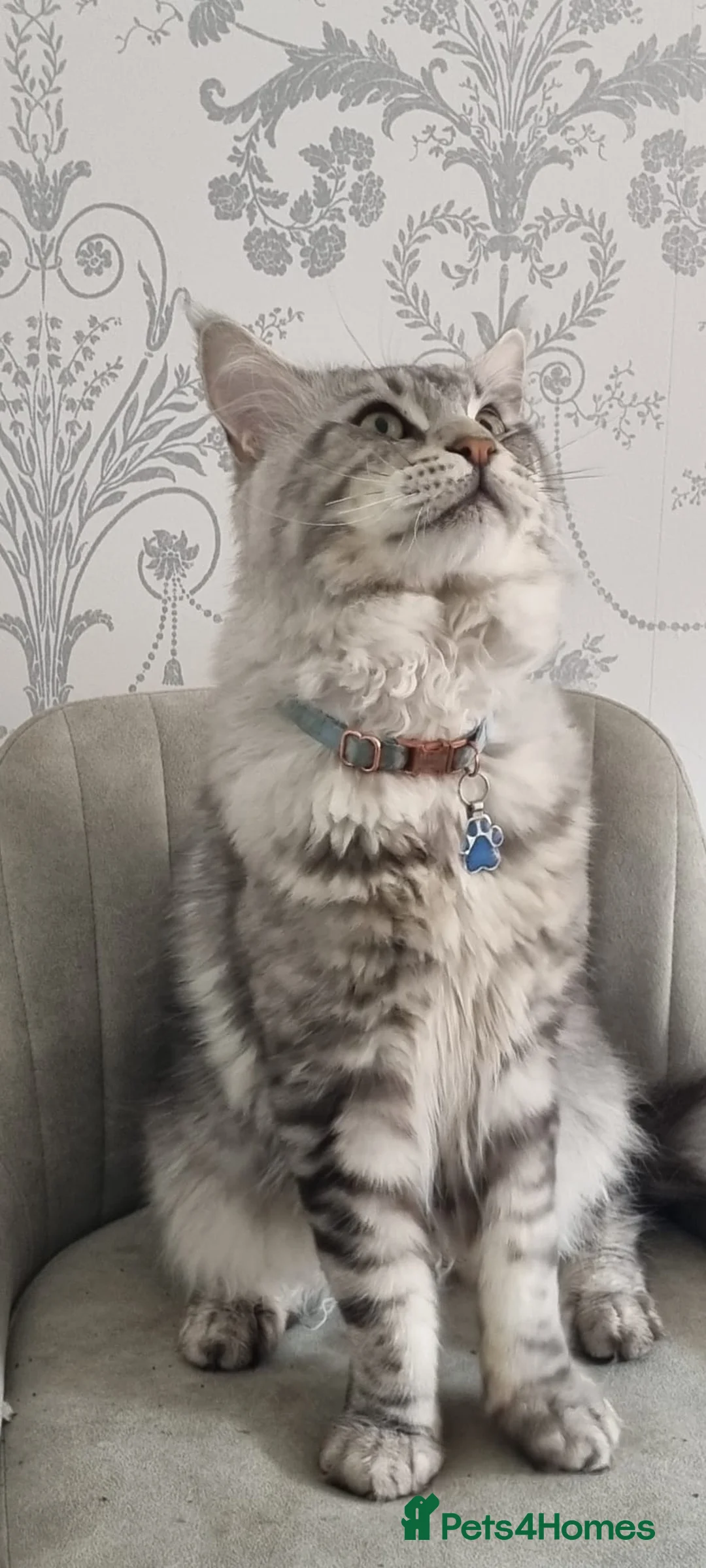 Maine Coon cats for stud: 2 XL Proven Studs 1 of them is a Tica Champion   in Royston - Advert 7