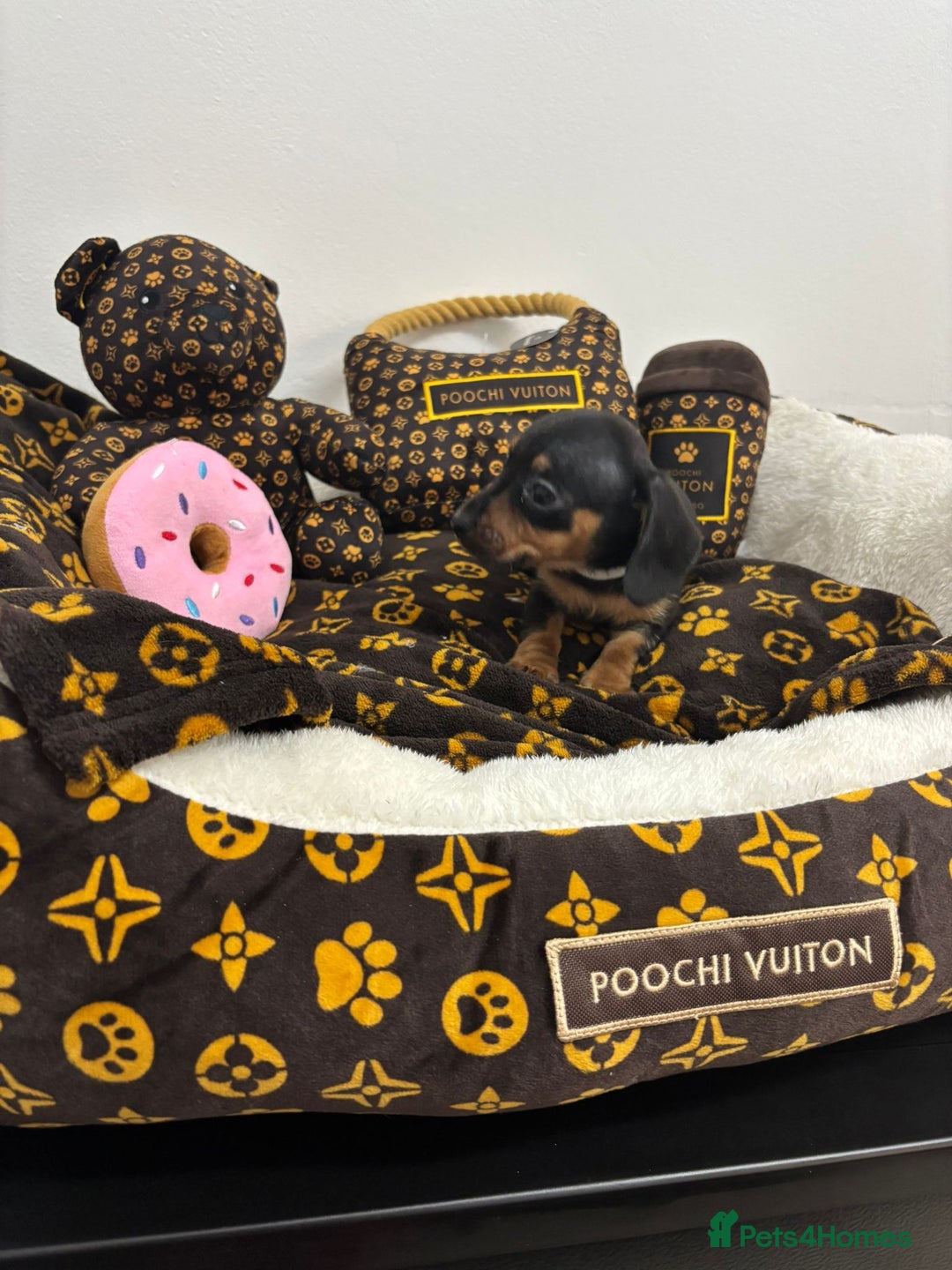 Miniature Dachshund dogs for sale: beautiful miniature dachshund puppies available  - Advert 12