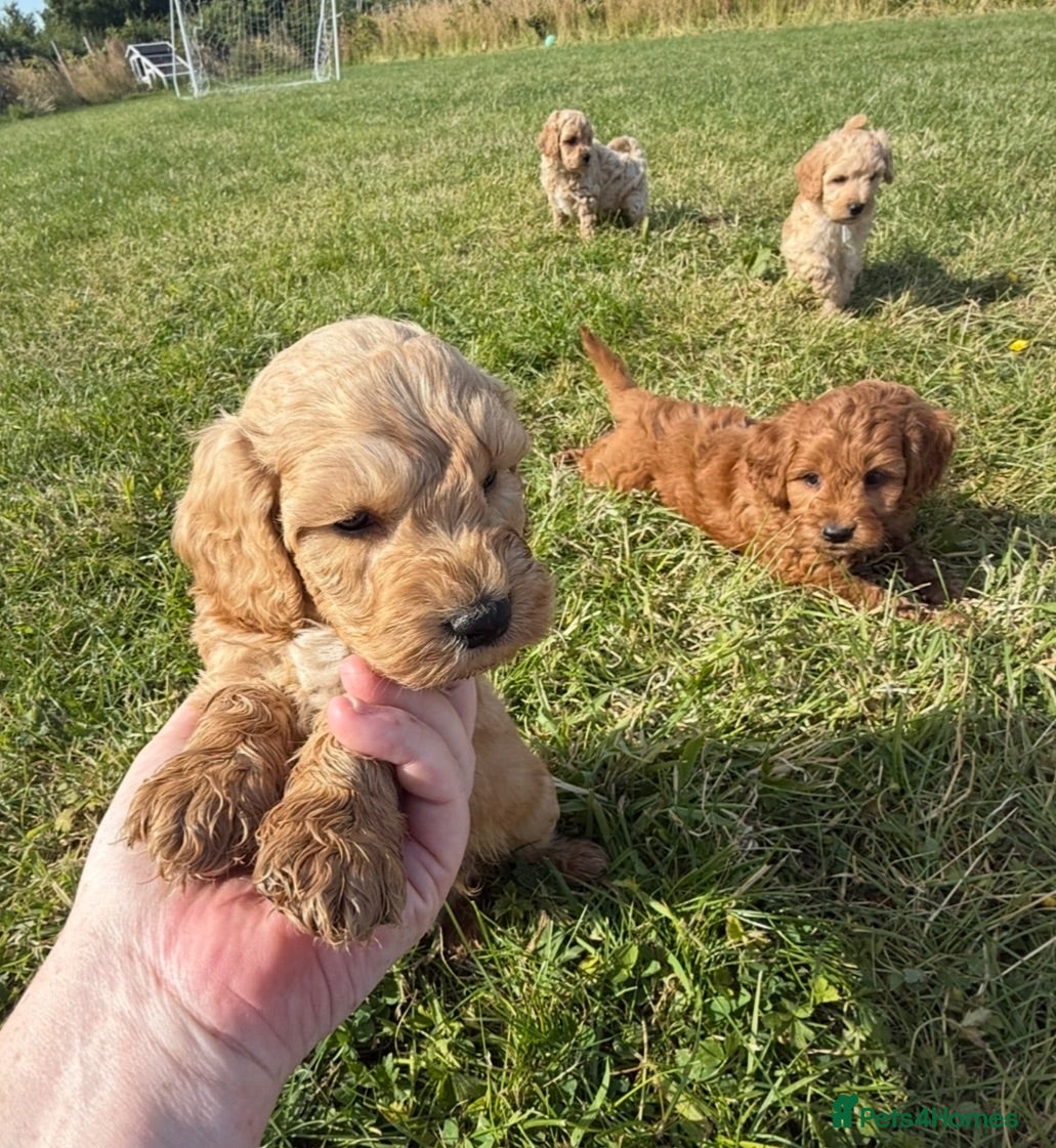 Cockapoo dogs Small F1b COCKAPOO Puppies (mini c/poo x toy poodl - Advert 15