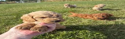 Cockapoo dogs for sale: Small F1b COCKAPOO Puppies (mini c/poo x toy poodl - Advert 21